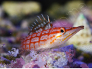 Oxycirrhites typus 5-7 cm