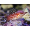 Oxycirrhites typus 5-7 cm