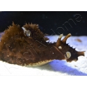 Dolabella auricularia 