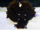 Dolabella auricularia 