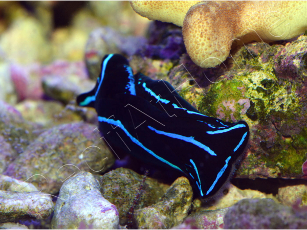Chelinodura varians