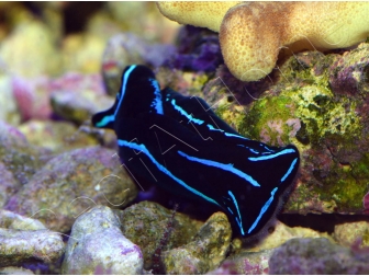 Chelinodura varians