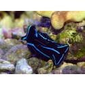 Chelinodura varians