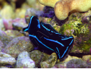 Chelinodura varians