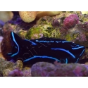 Chelinodura varians