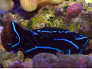 Chelinodura varians