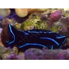 Chelinodura varians
