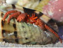 Trizopagurus strigatus