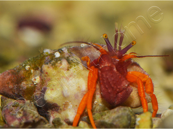 Pylopaguropsis speciosa