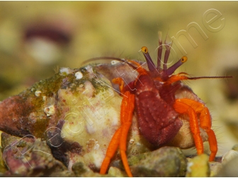 Pylopaguropsis speciosa