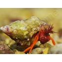 Pylopaguropsis speciosa