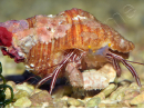 Pylopaguropsis zebra