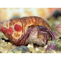 Pylopaguropsis zebra