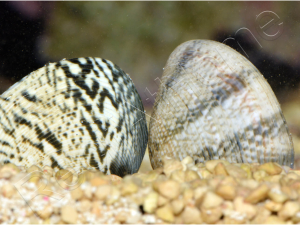 Ruditapes philippinarum