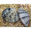 Ruditapes philippinarum