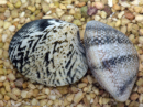 Ruditapes philippinarum