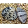 Ruditapes philippinarum
