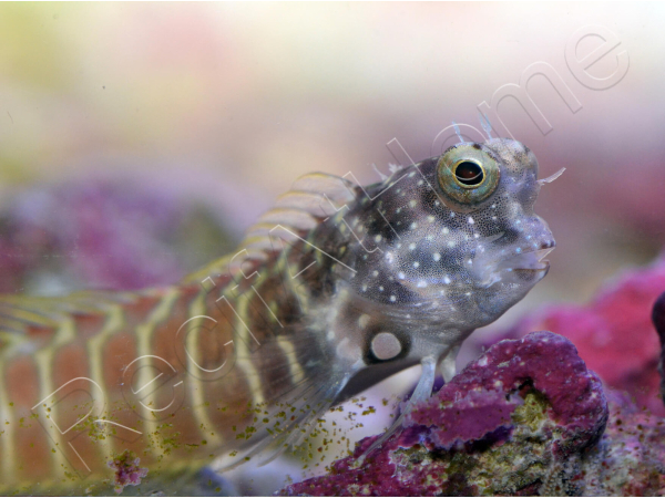 Salarias fasciatus 3-5 cm