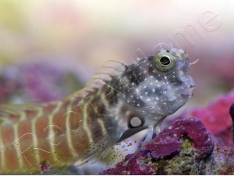 Salarias fasciatus 3-5 cm