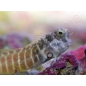 Salarias fasciatus 3-5 cm