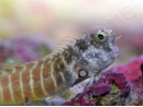 Salarias fasciatus 3-5 cm