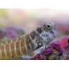 Salarias fasciatus 3-5 cm
