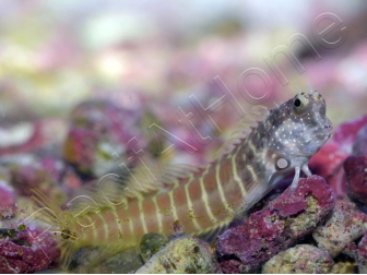 Salarias fasciatus 3-5 cm