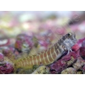 Salarias fasciatus 3-5 cm