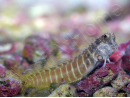 Salarias fasciatus 3-5 cm