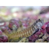 Salarias fasciatus 3-5 cm