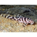 L173 Hypancistrus sp. wavy zebra pleco 3-4 cm