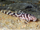 L173 Hypancistrus sp. wavy zebra pleco 3-4 cm