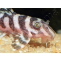 L173 Hypancistrus sp. wavy zebra pleco 3-4 cm