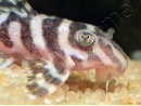L173 Hypancistrus sp. wavy zebra pleco 3-4 cm