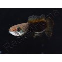 Poisson tête de serpent - Channa andrao 12 cm (Asie)