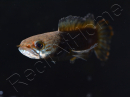  Poisson tête de serpent - Channa andrao 12 cm (Asie)