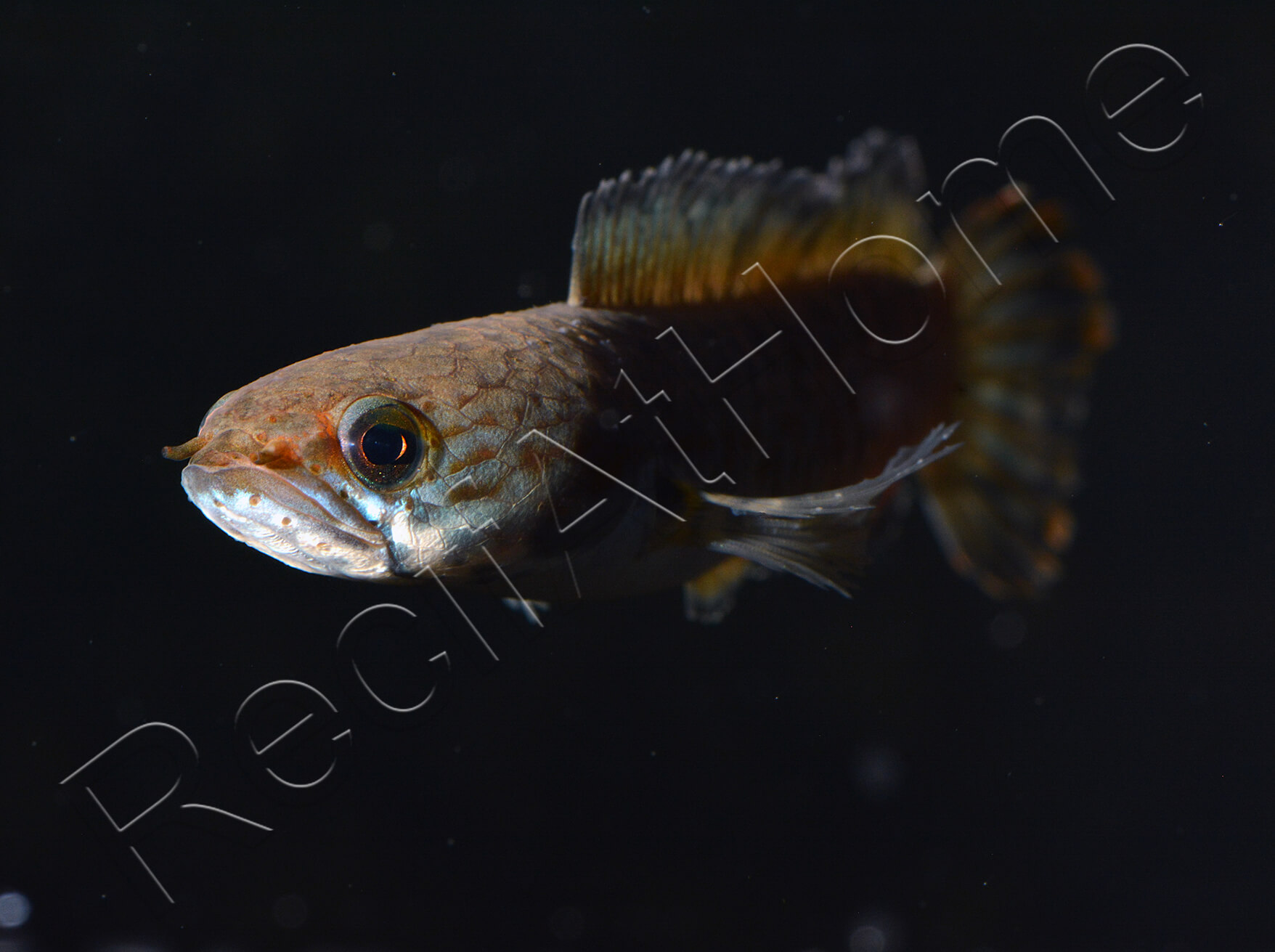 Poisson tête de serpent Channa andrao 12 cm (Asie) VPC