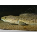  Poisson tête de serpent - Channa andrao 12 cm (Asie)