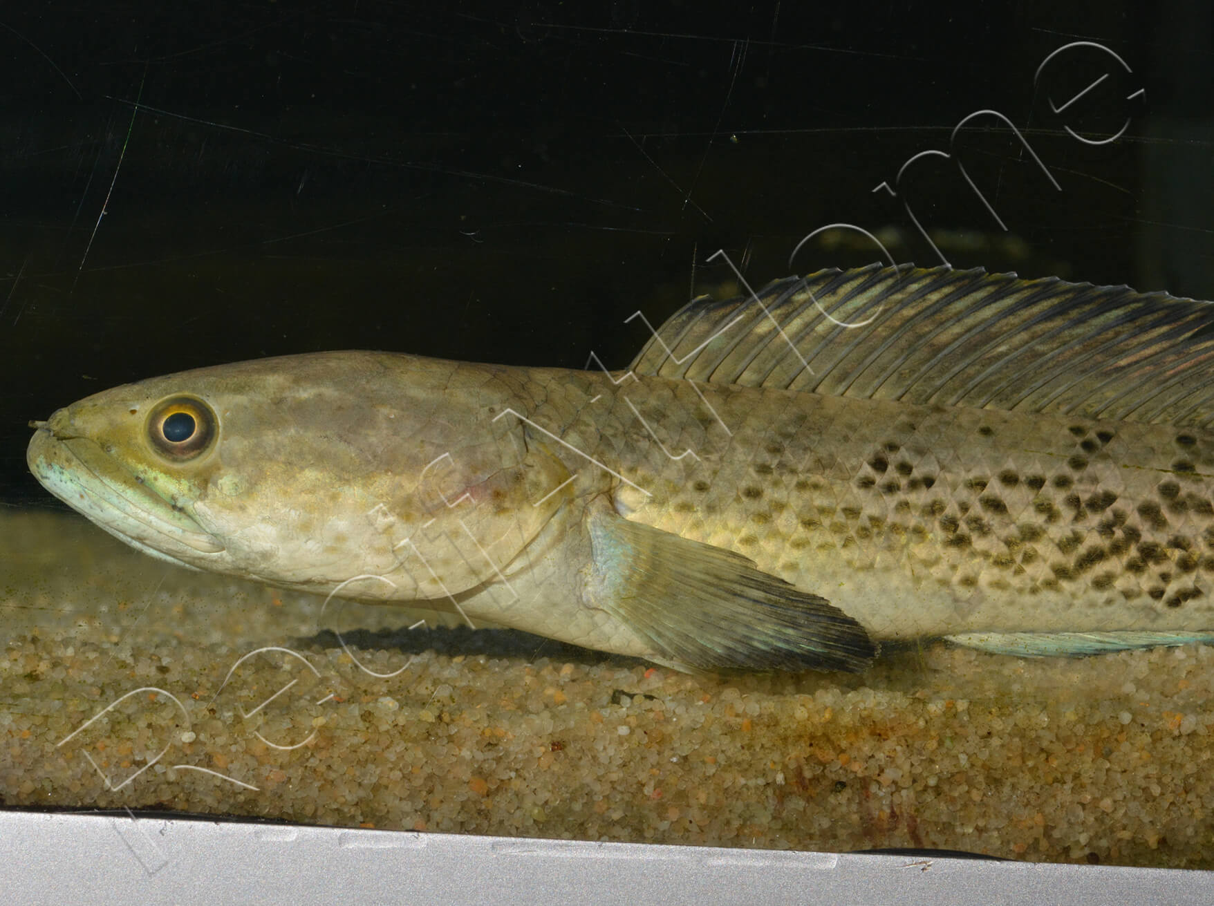 Poisson tête de serpent Channa stewarti 25 cm (Asie) VPC