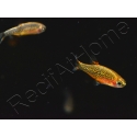 Microrasbora galaxy - Danio margaritatus (Asie)