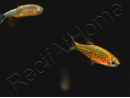 Microrasbora galaxy - Danio margaritatus (Asie)