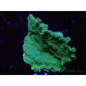 WYSIWYG Montipora
