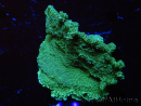 WYSIWYG Montipora