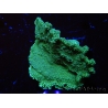 WYSIWYG Montipora