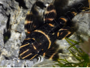 L 204 Panaqolus albivermis (Amérique du Sud)