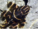 L 204 Panaqolus albivermis (Amérique du Sud)