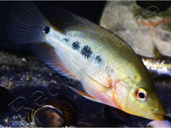 Couple Amphilophus labiatus Lago Zapatera F2 (Amérique du Sud)