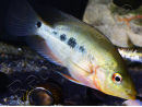 Couple Amphilophus labiatus Lago Zapatera F2 (Amérique du Sud)