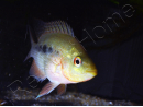 Couple Amphilophus labiatus Lago Zapatera F2 (Amérique du Sud)