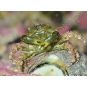 Mithrax sculptus 2-4 cm